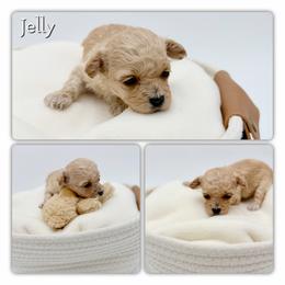 Jelly - Cream male Poodle puppy in Rougemont, North Carolina from Lagniappe Lucky Dogs