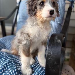 Sissy - Blue merle female Aussiedoodle puppy in Lowville, New York from Adirondack Labradoodles