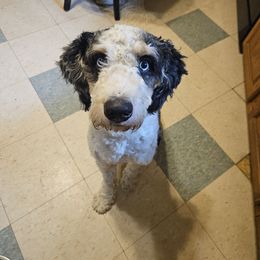 Brodie - Bernedoodle