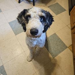 Brodie - Bernedoodle