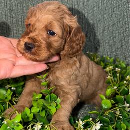 Colt- Bright Blue - Cream male Goldendoodle puppy in Greenville, South Carolina from Law Doodles of SC