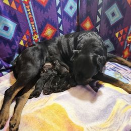Boy 2 - Black and mahogany male Rottweiler puppy in Worley, Idaho from Templinhaus Rottweilers & DreamHaus French Bulldogs