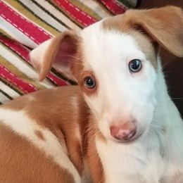 Ibizan Hounds from Compelling Canines