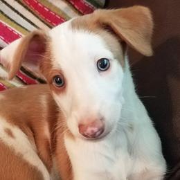 Ibizan Hounds from Compelling Canines
