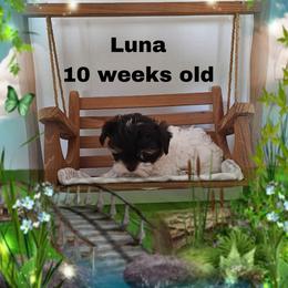 Purple parti girl - Parti female Yorkshire Terrier puppy in Inverness, Florida from Luvayorkie&more