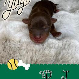 Yorkshire Terrier Puppies from Baby Blue Yorkies