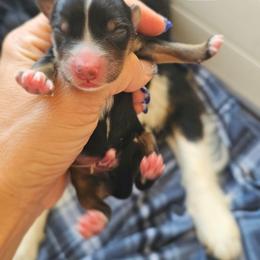 Black Tri Male - Black tri male Miniature American Shepherd puppy in Tonopah, Arizona from King's Miniature American Shepherds