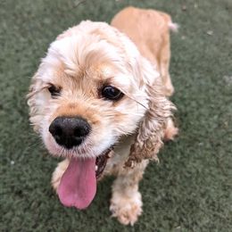 SUNSHINE - Cocker Spaniel