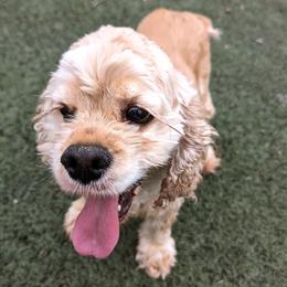SUNSHINE - Cocker Spaniel