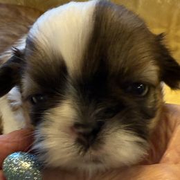 Shih Tzu Puppies from Ridgehaven Shih Tzus