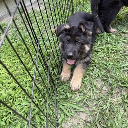 Yellow - Black and tan male German Shepherd puppy in Rochester, Massachusetts from Von Liebenhaus