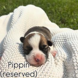Arwen - Red female Pembroke Welsh Corgi puppy in Boones Mill, Virginia from Cahas Corgis of Virginia