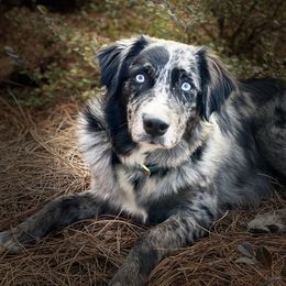 Oakley - Australian Shepherd