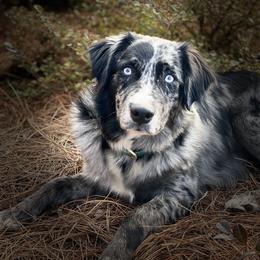 Oakley - Australian Shepherd