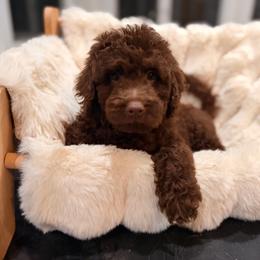 I remember everything - Chocolate male Goldendoodle puppy in North Royalton, Ohio from Johnson's Doodles