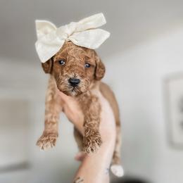 Breezy - Red  female Goldendoodle puppy in Hopkins County, Texas from Boutique Doodles