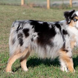 Miniature Australian Shepherd and Toy Australian Shepherd Puppies from Ripple Creek