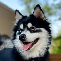 Luna - Pomsky
