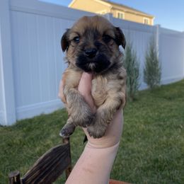 Goldendoodle, Havanese, and Havapoo Puppies from Lady Paws Puppies