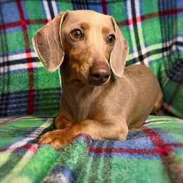 Silvie - Dachshund