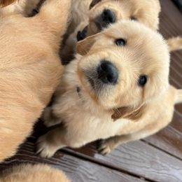 Purple collar boy - Light golden Golden Retriever puppy in Otis Orchards, Washington from Sunlite Golden Retrievers