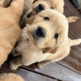Purple collar boy - Light golden Golden Retriever puppy in Otis Orchards, Washington from Sunlite Golden Retrievers
