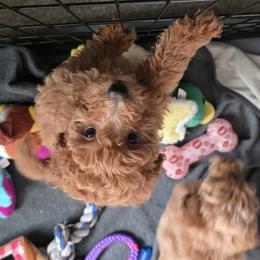 Goldendoodle Puppies from Lauralyn's Goldendoodles