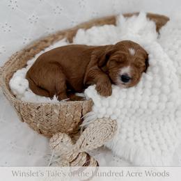 Oh Bother - Red  male Goldendoodle puppy in Roanoke Rapids, North Carolina from Sweeter than Honey Doodles