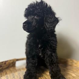 Prancer - Black male Poodle puppy in Grovetown, Georgia from PND Kennel
