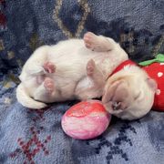 American Eskimo Dog Puppies from Ketura’s Angels Kennels