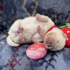 American Eskimo Dog Puppies from Ketura’s Angels Kennels