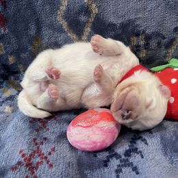 American Eskimo Dog Puppies from Ketura’s Angels Kennels