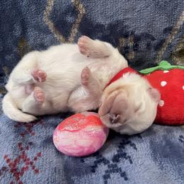 American Eskimo Dog Puppies from Ketura’s Angels Kennels