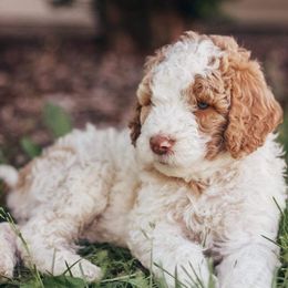 Poodle Puppies from Farmington Ridge llc