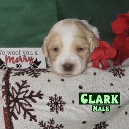 Clark - Parti male Assorted Doodle Crosses puppy in Beecher, Illinois from Erica’s Doodles