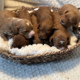 Male puppy pic 2 - Apricot male Cavapoo puppy in Mona, Utah from Hearts Full of Puppies