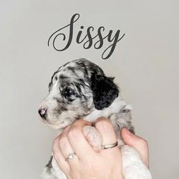 Sissy - Blue merle female Bernedoodle puppy in Brandon, Iowa from Willow Creek Farm