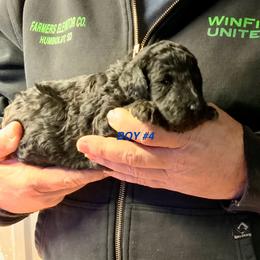 Boy 4 - male Poodle puppy in Wentworth, South Dakota from PaintersPreciousPoodles