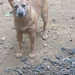 Keeper - Red speckled Australian Cattle Dog puppy in Mena, Arkansas from Red Desert Australian Cattle Dogs
