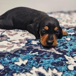 Lera - Black and tan female Dachshund puppy in Anaconda, Montana from Montana Country Dachshunds