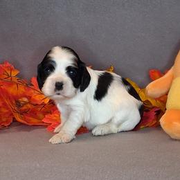 Martha - Black and white female Cocker Spaniel puppy in Crossville, Tennessee from Timber Sunrise Cockers