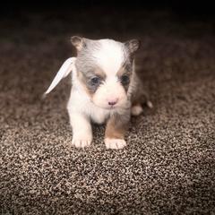 Boy 3 - Black and tan male Corgipoo puppy in Junction, Utah from Sugar Doodles