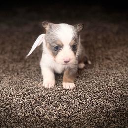 Boy 3 - Black and tan male Corgipoo puppy in Junction, Utah from Sugar Doodles