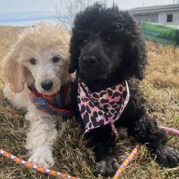 Aussiedoodles, Golden Aussiedoodles, Goldendoodles, Labradoodles, and Poodles from Grapeshot Poodles & Doodles LLC