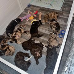 Double Doodle and Morkie Puppies from McCormack Morkies + Merle Doodles