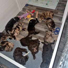 Double Doodle and Morkie Puppies from McCormack Morkies + Merle Doodles