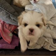 Japanese Chin Puppies from CindyLynnsChins