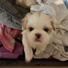 Japanese Chin Puppies from CindyLynnsChins