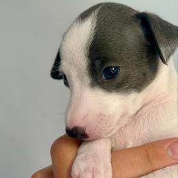 Mikky Way - White and blue male Italian Greyhound puppy in New York, New York from Julia's Italian Greyhounds