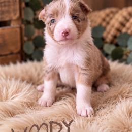 Woody - Red merle male Border Collie puppy in Sanger, California from Flying M Cactus Ranch Buddies